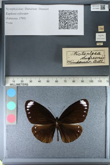 Media type: image;   Entomology 159883